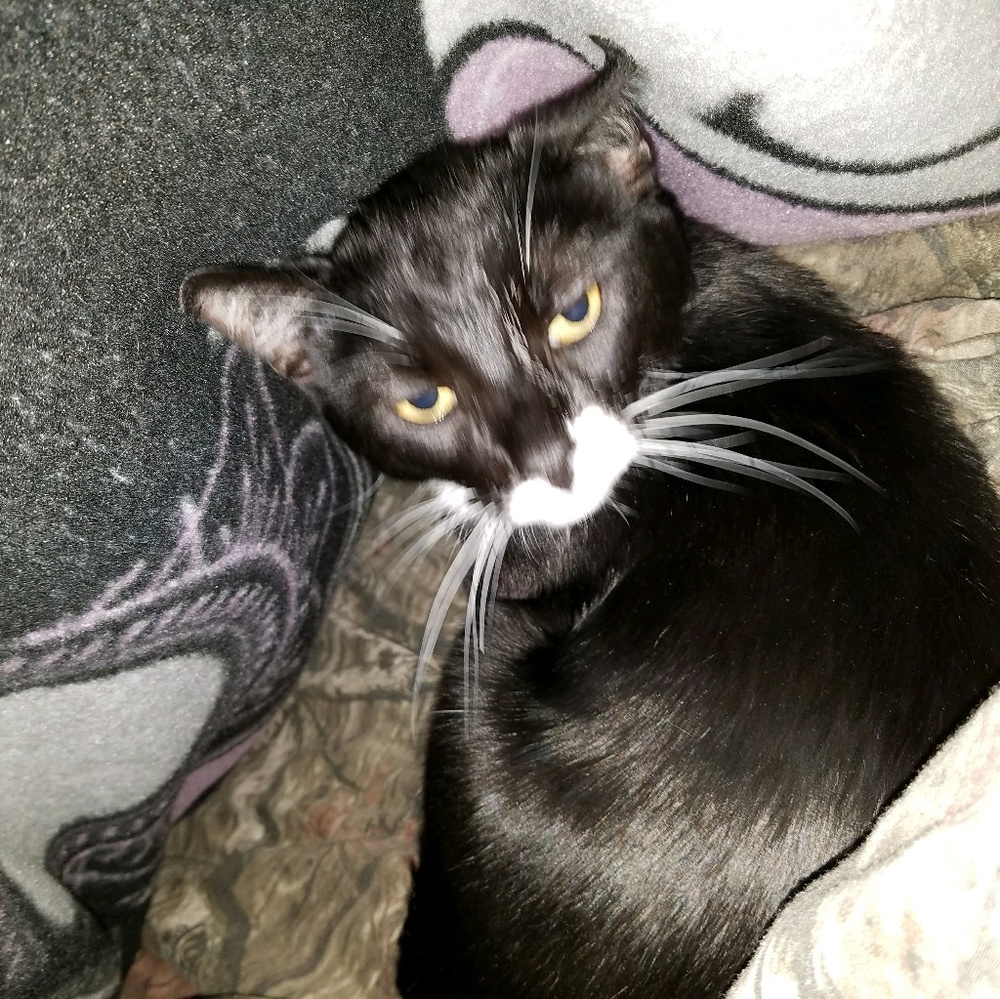 Meet your Posher, Kim